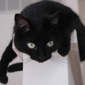 Meet your Posher, Susan